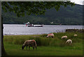 Sheep by Coniston Water in LA21 8AX