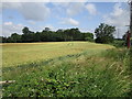 Wheat field and The Coppice, Tempsford in SG19 2AY