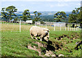 Sheep between fence and streamlet in NE47 0HU