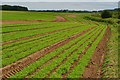 Rows of carrots by Salmonby Carr in LN9 6QT