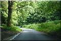 Lane through Wraxall Woods in DT2 0HP