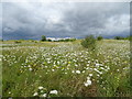 Wild flowers, Gunpowder Park in EN9 3YH