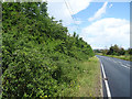 Hedgerow beside St Leonards Road in EN9 2EX