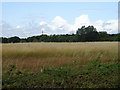 Grassland near Netherhall Farm in CM19 5JP