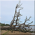 Dead Tree on Foreshore, River Stour, Lower Holbrook in IP9 2RJ
