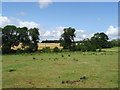 Grazing near Home Farm in SG12 8LA