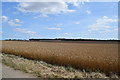 Vast expanse of wheat in CB21 4EN