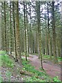 In Whinlatter Forest in CA12 5TW