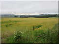 Barley field near Tillywhally in KY13 0RN