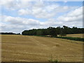 Stubble field towards Hazelend Wood in CM23 1EN