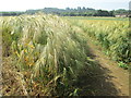 Path across a wheat field near to Lidlington in MK43 0ZP