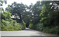 Narrow road from Cradlehurst Copse to Ambersham Bridge in GU29 0AZ