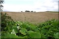 Butterbur and a field past its mowby date in CA11 0AL