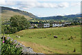 Field of sheep above Threlkeld in CA12 4AL