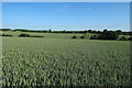Ripening wheat in CB9 7UG