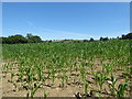 Maize field near Spargrove in BA4 6HQ