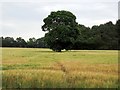 Footpath across a field of grain in DE21 4QZ