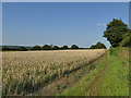 Footpath along the edge of a wheat field in LS26 0JW