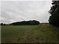 Slightland Plantation in Carlton Scroop