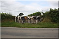 Inquisitive cows at field gate in CA7 0NG