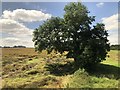 Tree in Farmland, Morpeth in NE61 2TX