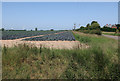 Vegetable crop by Middle Drove in PE12 9NE