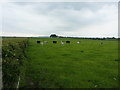 Cattle in a field south of Percival Farm in KY8 5RT
