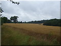Cereal crop near Temple House in EN2 9HR