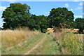 By-way through line of trees near Stonehanger Copse in SP11 7PF