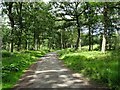 Forest road in the Wyre Forest in DY14 9UU