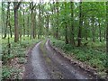 Forest track in DY14 9UJ