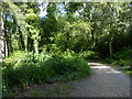 Path from car park Holly Hill in SO31 6EJ