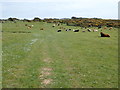 Cattle on Pwll Du Head in SA3 2AT