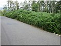 Bracken by the roadside in PH1 4HP