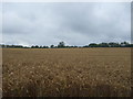 Cereal crop off Brickendon Lane in SG13 8NR