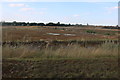 Scrubland by the A6, Burton Latimer in NN15 5YF
