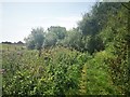 Footpath close to the Yeading Brook in UB10 8RU