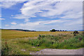 Fields above Old Shandwick in IV20 1XQ