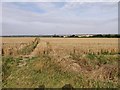 West view from Top Corner across wheat fields in CB11 4QS