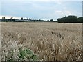 Barley field, east of Sandborough House Farm in WS15 3SE