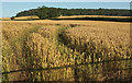 Wheat near Middleton in SY8 3DZ