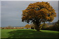 Oak trees at Great Witcombe in GL3 4TR