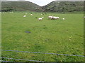 Grazing sheep on Oxwich Point in SA3 1LX
