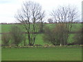 Fields west of Higham in IP28 6NJ