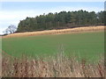 Field and line of trees west of Higham in IP28 6NJ