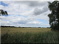 Wheat field near Walpole St. Andrew in PE14 7LP