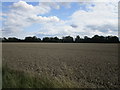 Wheat field near Tilney High End in PE34 4GA