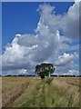 Tree on Sheepwalk Lane in WF9 1FR