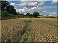 Wheat field north of Bullcarr Plantation in WF9 1EP