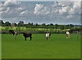 Ponies in a field at Old Thorpe Audlin in WF9 1AB